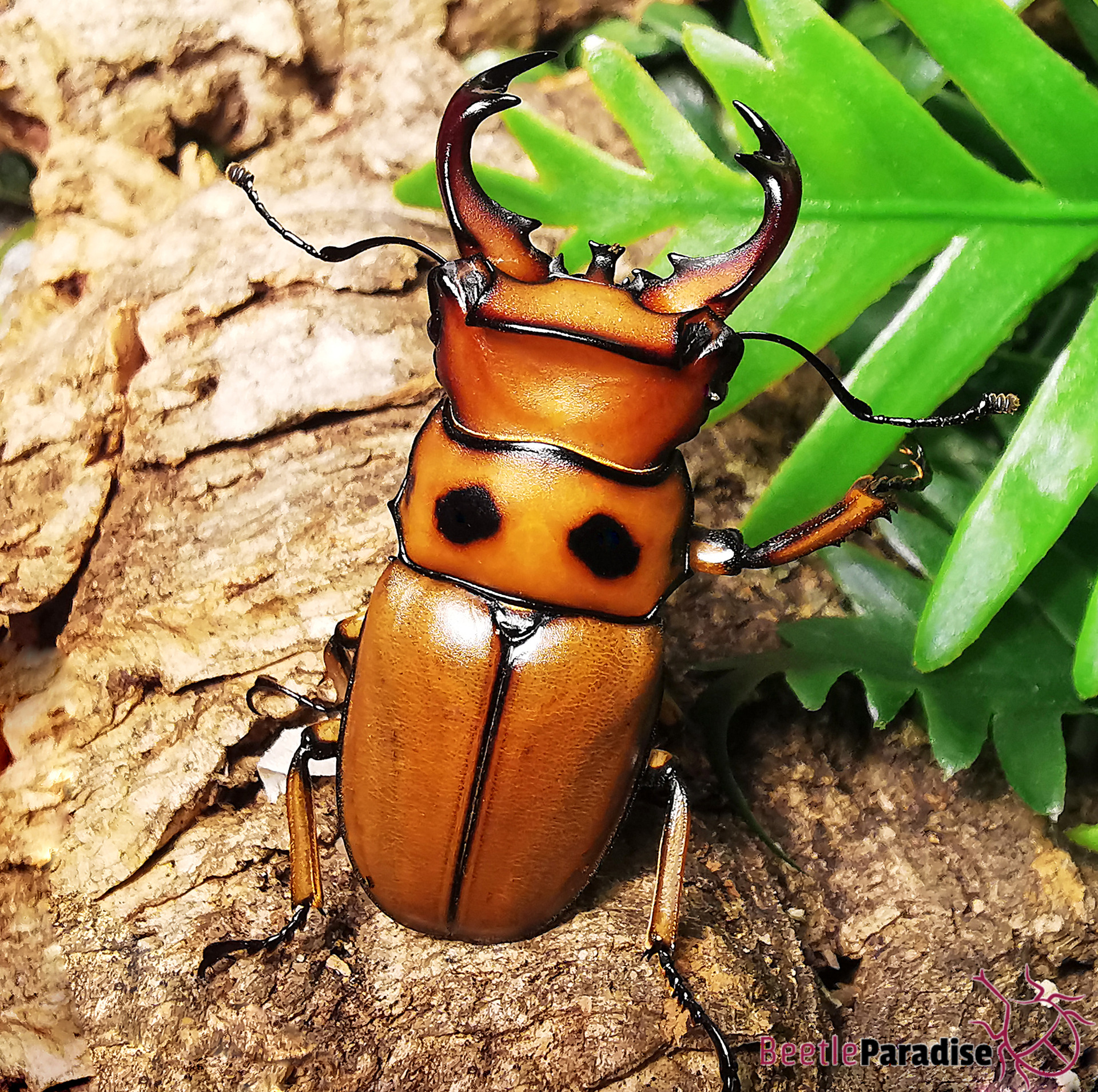 Kenya Homoderus gladiator 48mm Insect - LUCANIDAE Homoderus